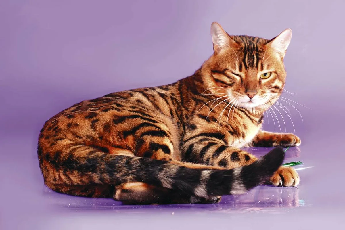 Кошка породы бенгал. Бенгальская короткошерстная кошка. Чистокровный бенгальский кот. Бенгальский шотландский кот. Голова бенгальской кошки