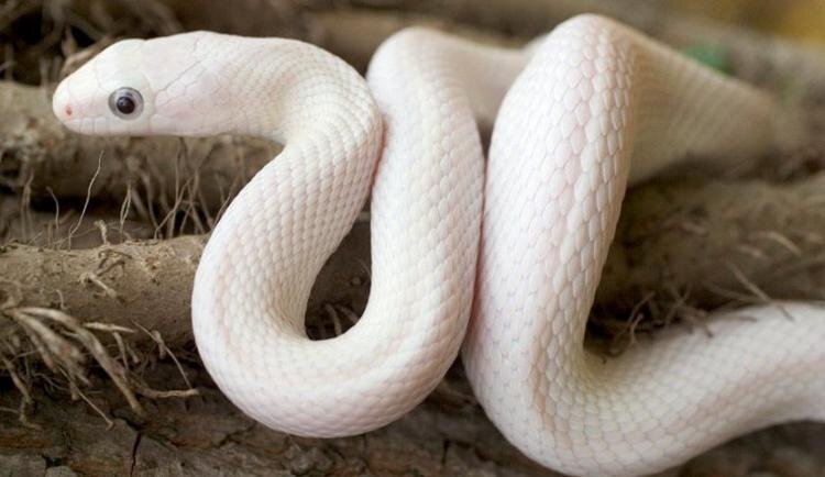 Белый техасский полоз. Изображение найдено в Яндекс-картинках. 