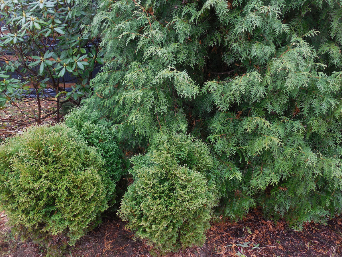 То же место 10 лет спустя. Где-то за шаровидными туями (уже оттуда пересажены в этом году), прячется тот самый кипарисовик. Жив или...?