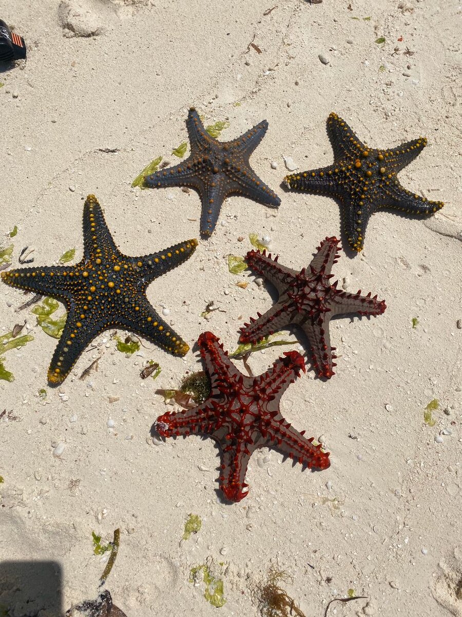 Вытащенные мною из воды морские звёзды .