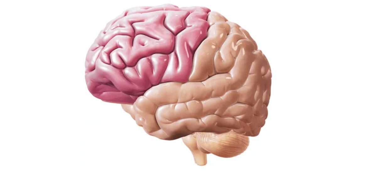 Совсем мозги. Лобные и теменные доли головного мозга. Темная Толя головного мозга.