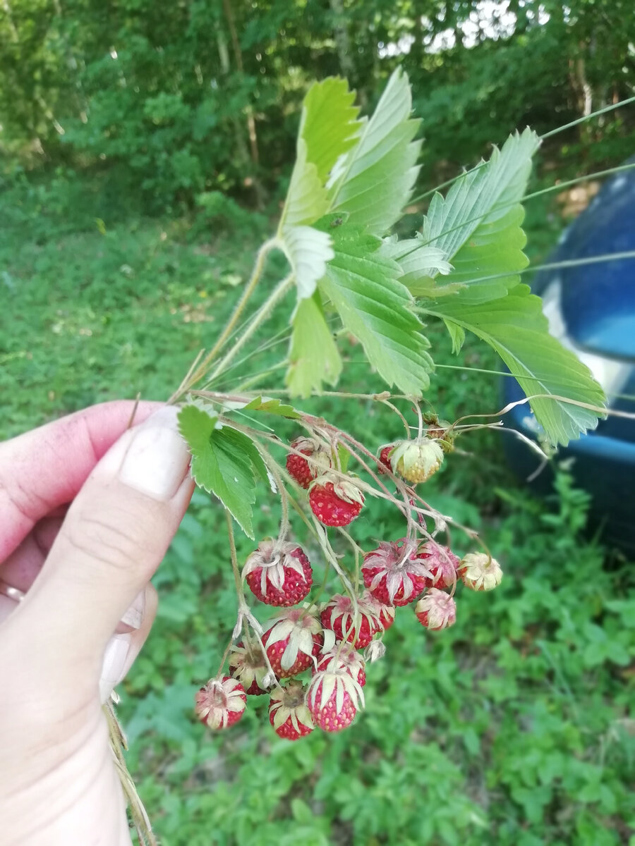Вот он «кусочек» лета