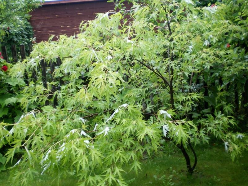 Клён сахаристый