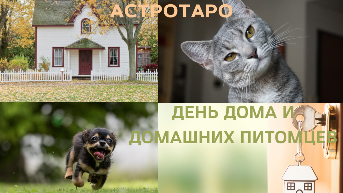 День дома и домашних питомцев