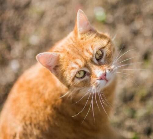 Применение медицинских препаратов