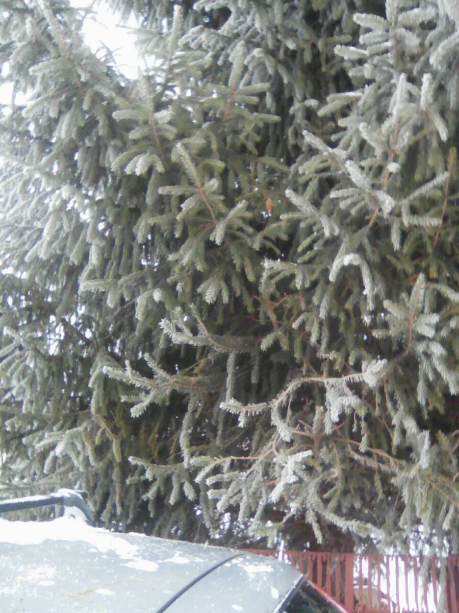 Ель, которая выше дома.