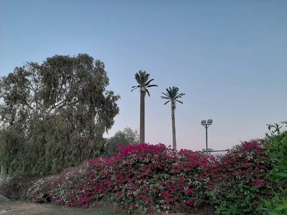 Вышки в виде пальм