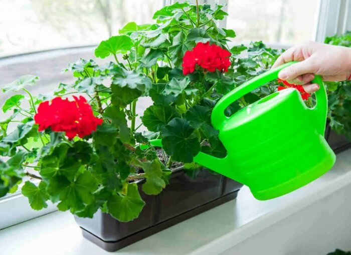 Если комнатные растения плохо растут и цветут, прибегаю к маленькой ...