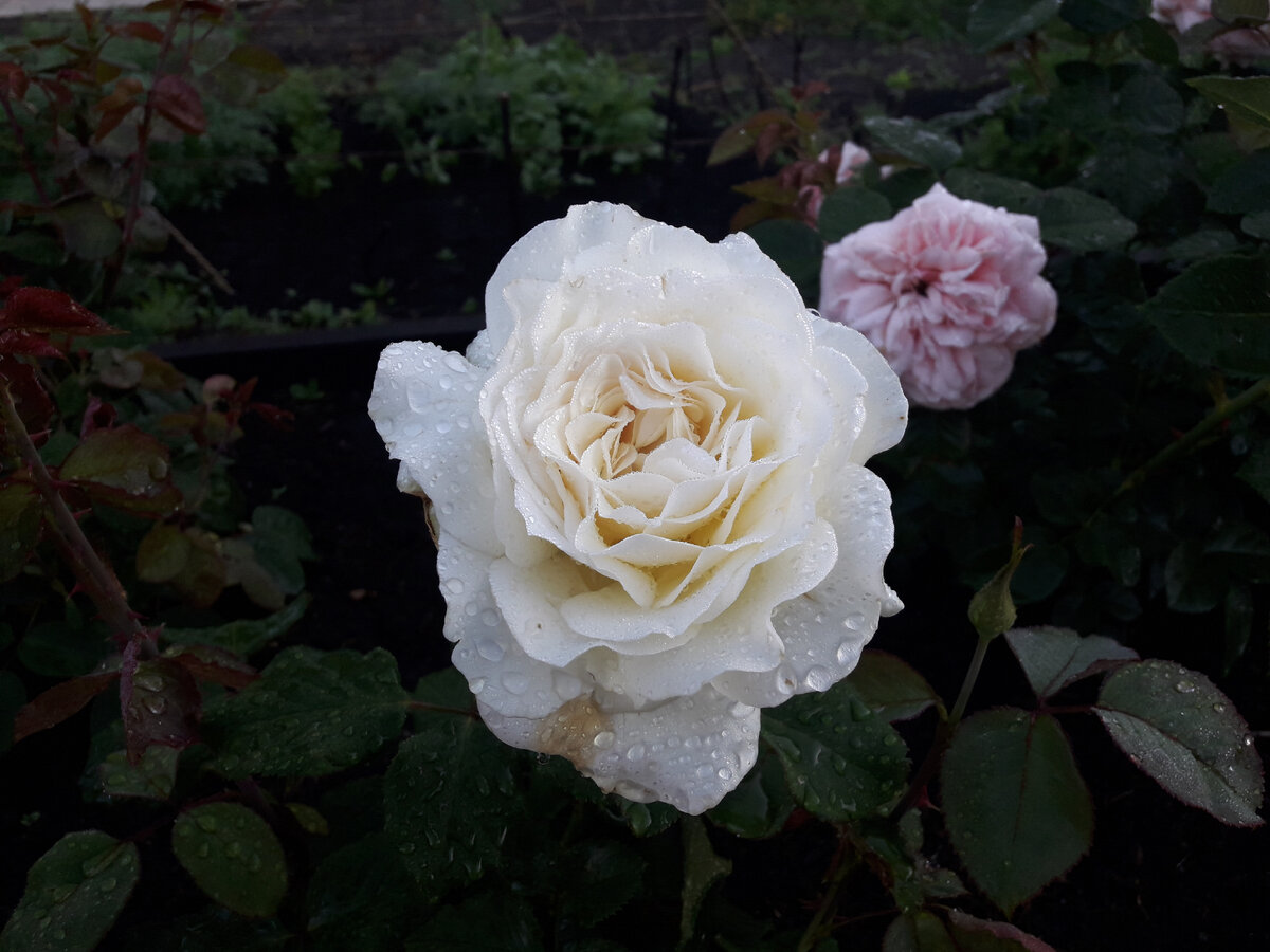 26 июня 2020 г, первый цветок первогодки 