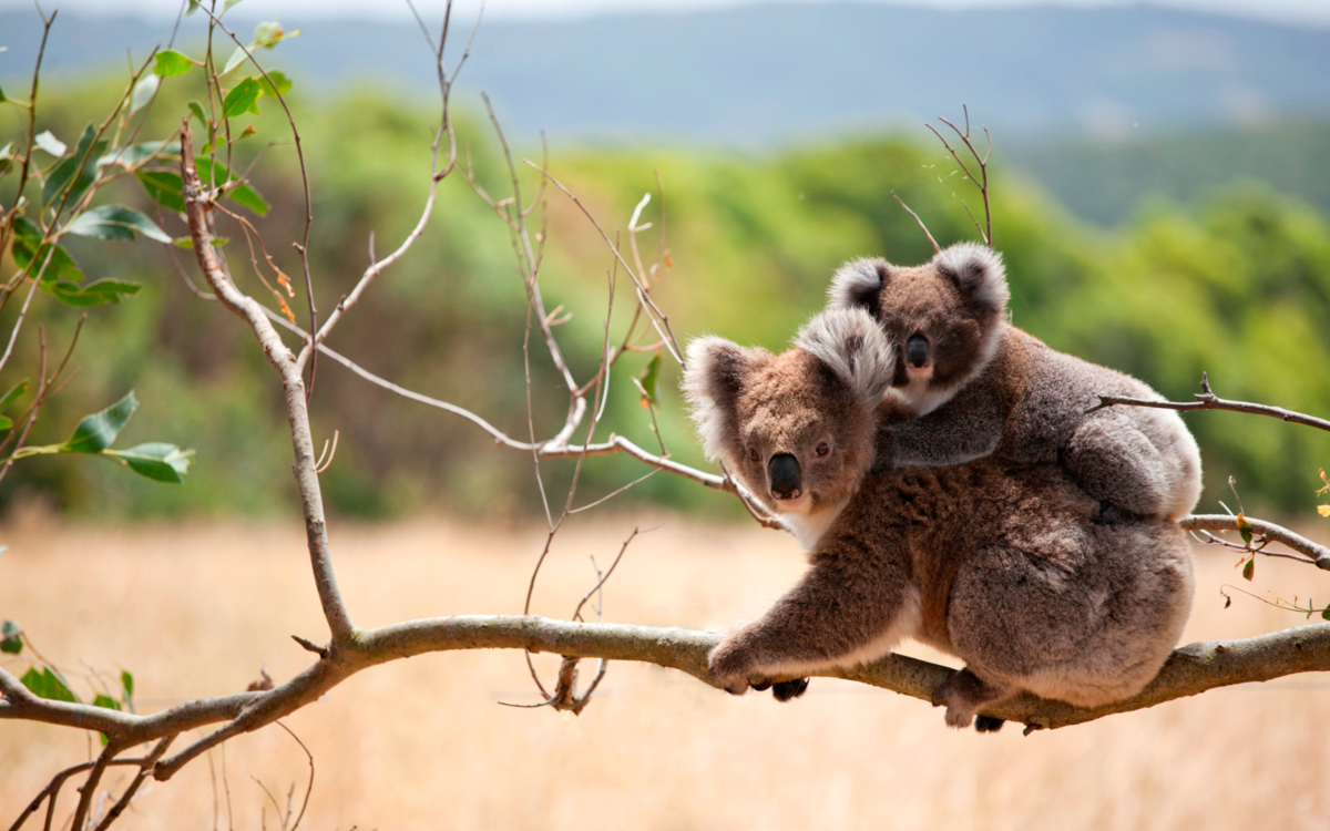 Коала природе. Сумчатый медведь коала Австралия. Коала и детеныш Австралия. Коала с детенышем. Фон Австралии для коал.