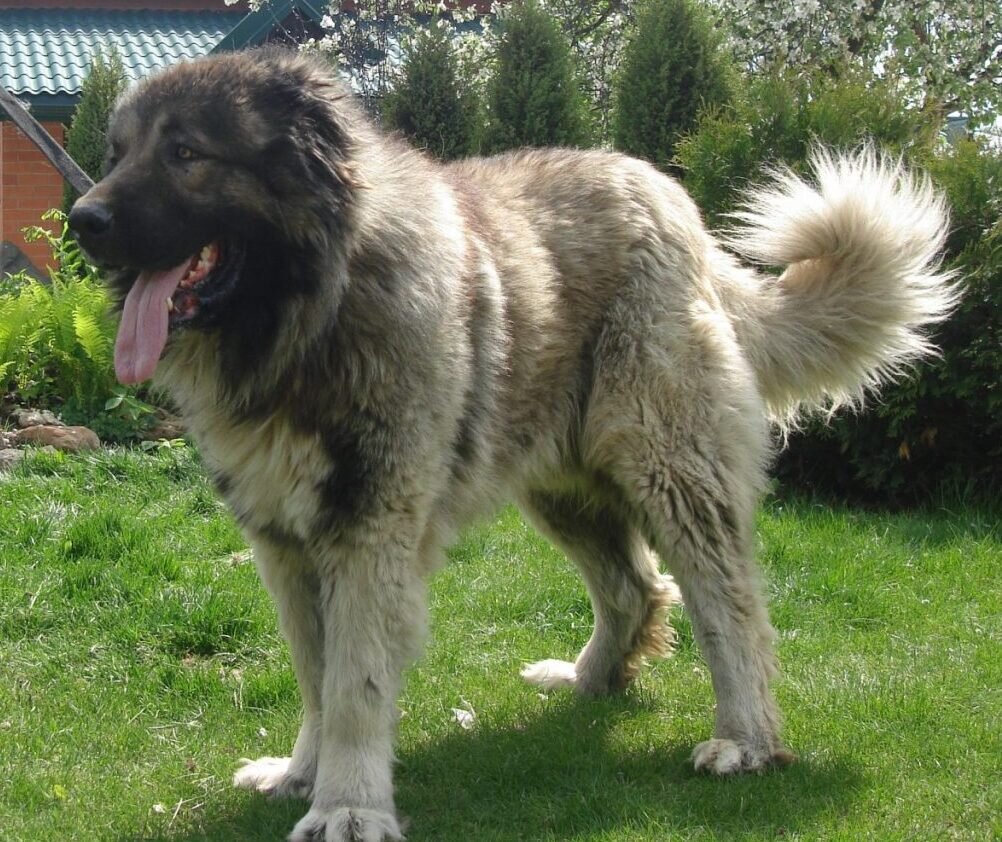 Кавказская овчарка. Фото из Яндекс картинки