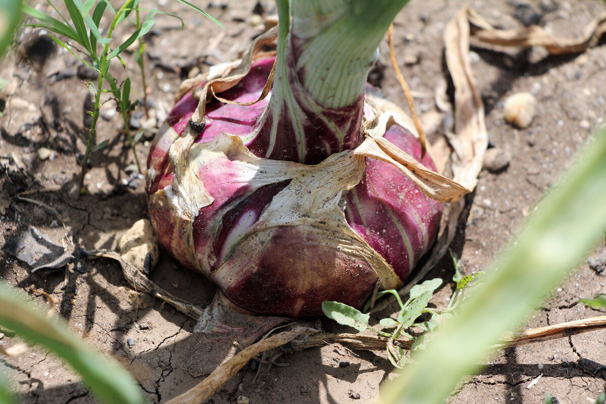 Ялтинский лук нашего урожая 2021 года. 