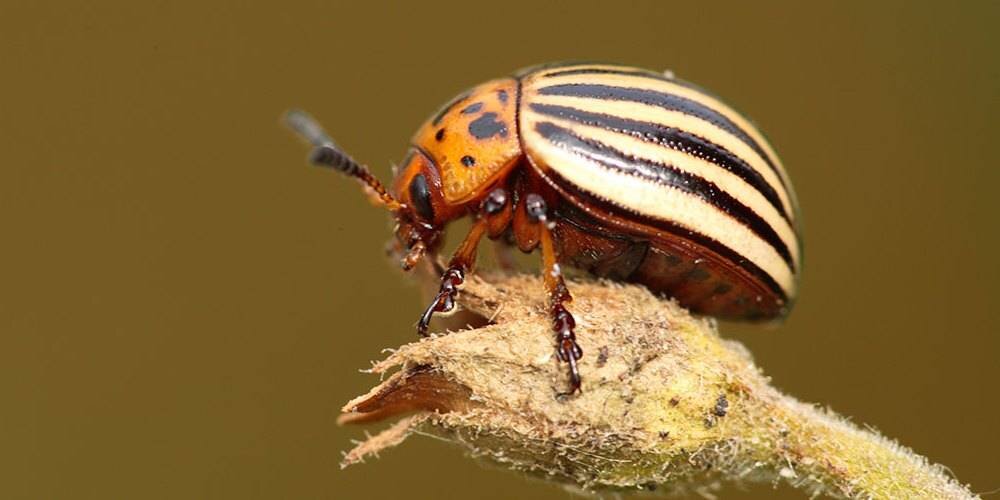 Источник фото: nashzelenyimir.ru