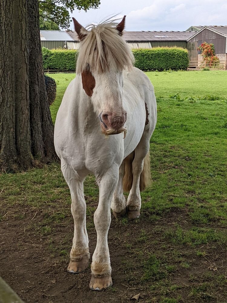 Источник: https://www.reddit.com/r/mildlyinteresting/comments/v4ynxx/this_horse_has_a_mustache