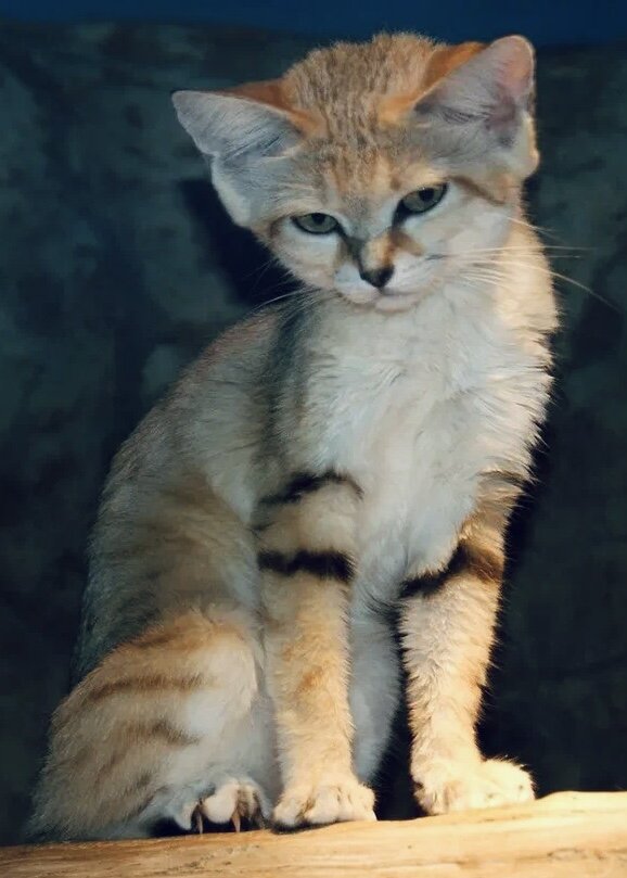 🐈‍⬛ мяу