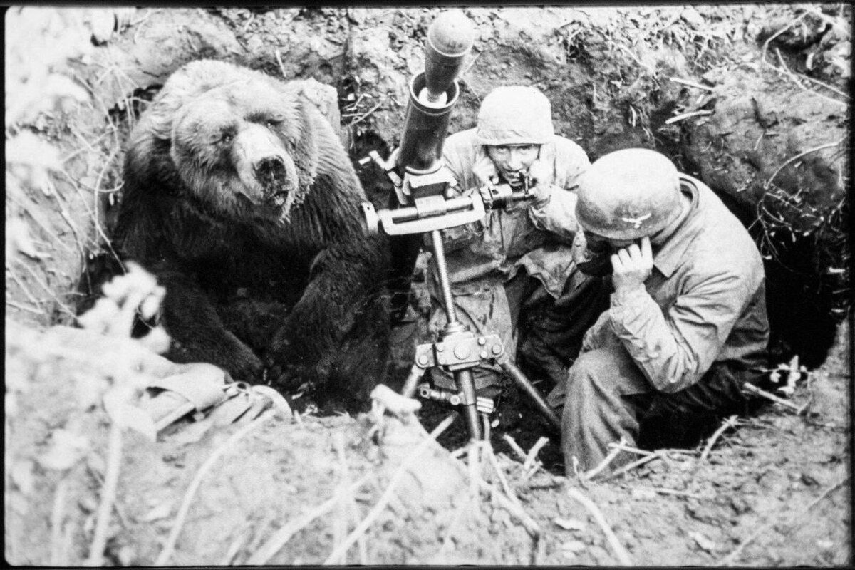     Как медведь боеприпасы на войне носил: невероятная история косолапого капрала, который прошел через всю Вторую Мировую