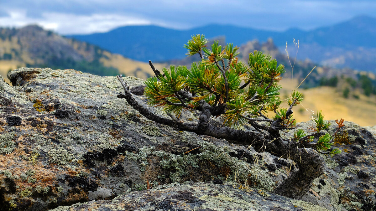 Торфяные пробки. Берут для растения. Амброзия полыннолистная. Бузина кистистая. Растение берет.