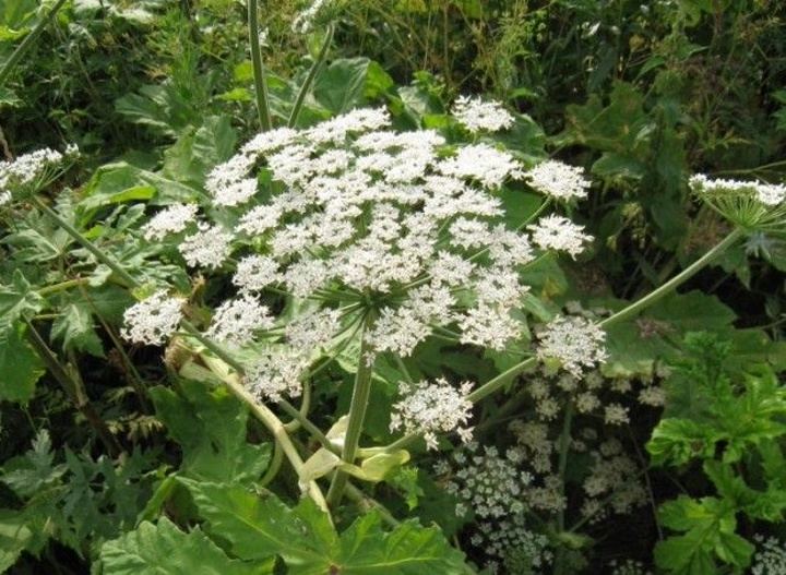 Ко всей опасности является сорняком , по этому без определенных мер может стать опаснее.