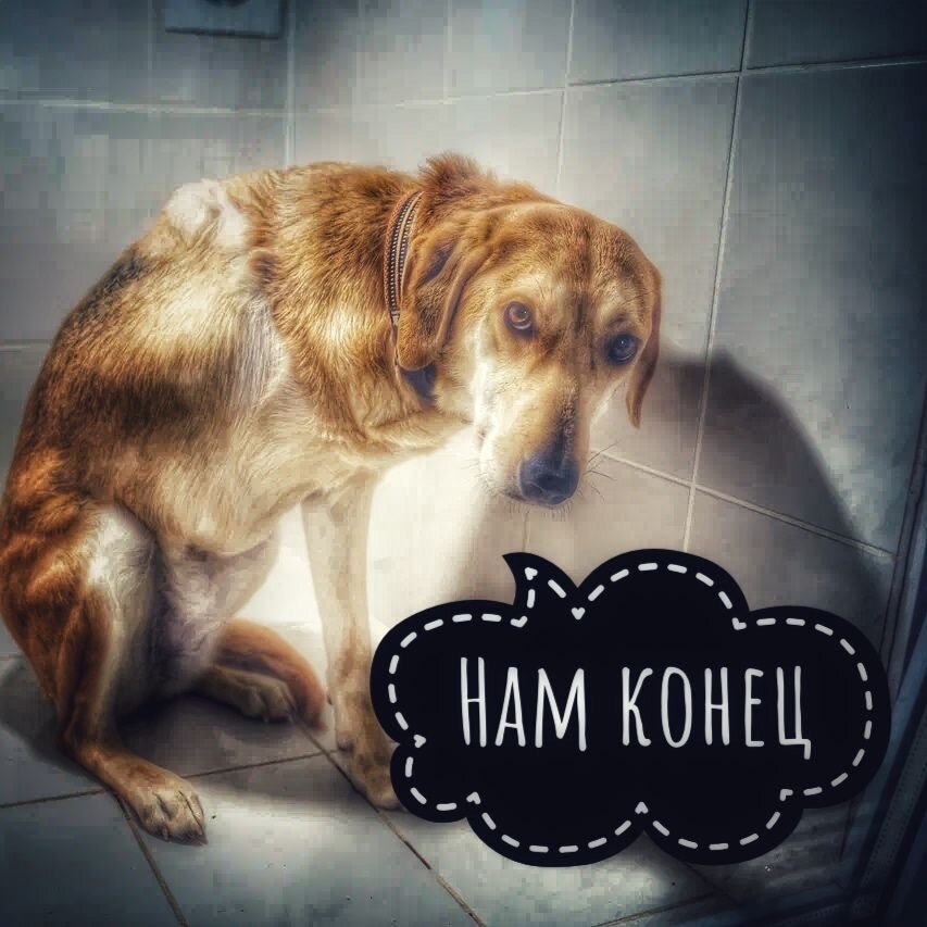 Большому приюту нужна помощь