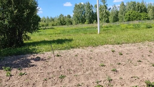 Первое окучивание картофеля на проекте Сапуново и другие огородные дела. 12062023.