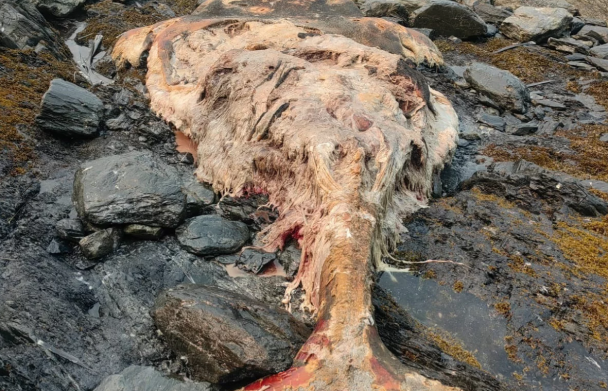    В Хабаровском крае нашли останки кита на берегу Охотского моря