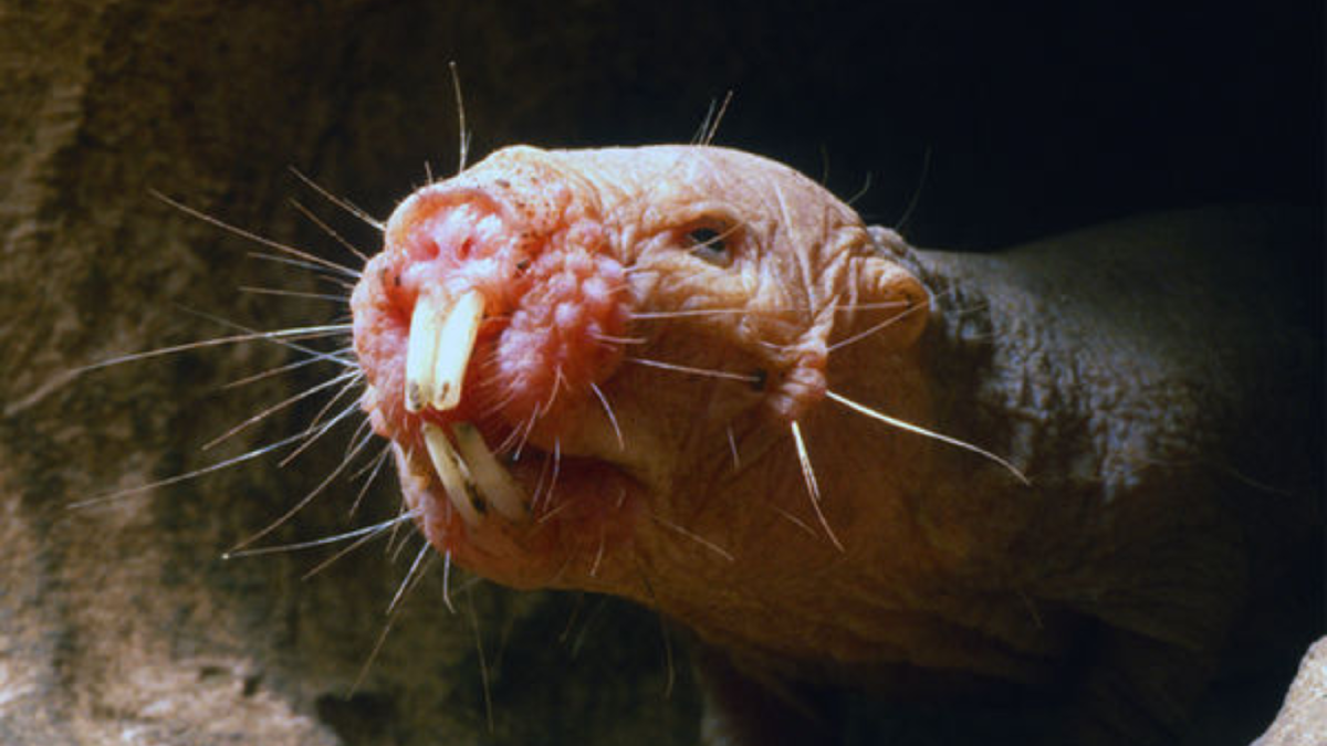 Зверьки с возрастом не дряхлеют, а остаются такими же, как в "молодости"