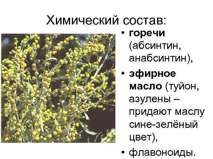 Полынь горькая польза для женщин. Полынь горькая туйон. Полынь абсинтин. Полынь горькая ЛРС. Полынь биологически активные вещества.