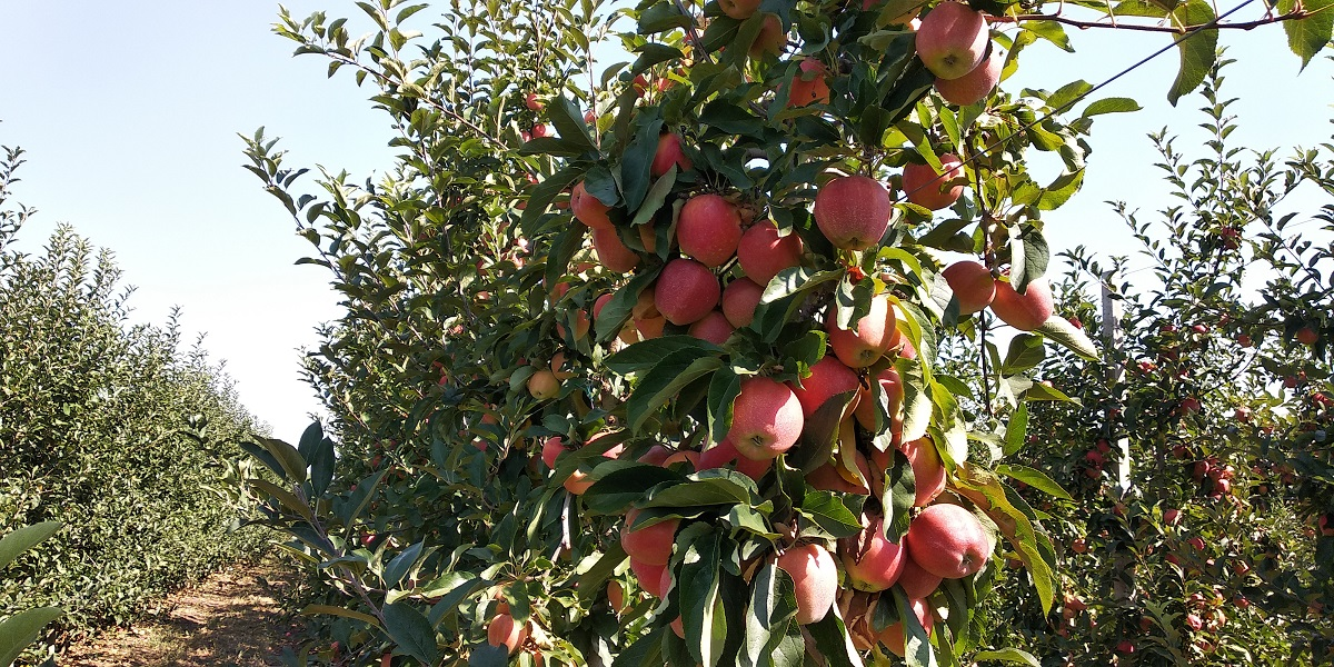 В этом году хороший урожай 