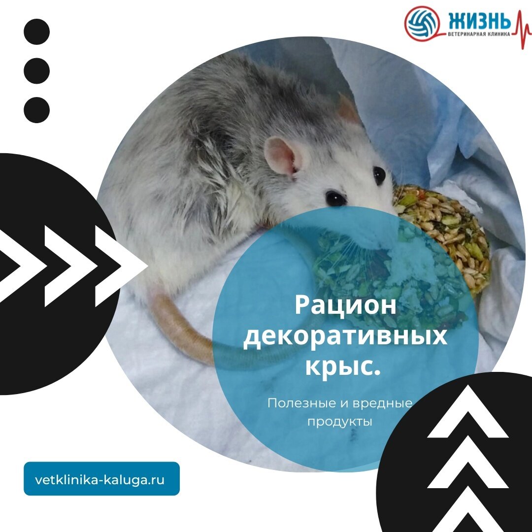 Какие продукты можно давать крысам?