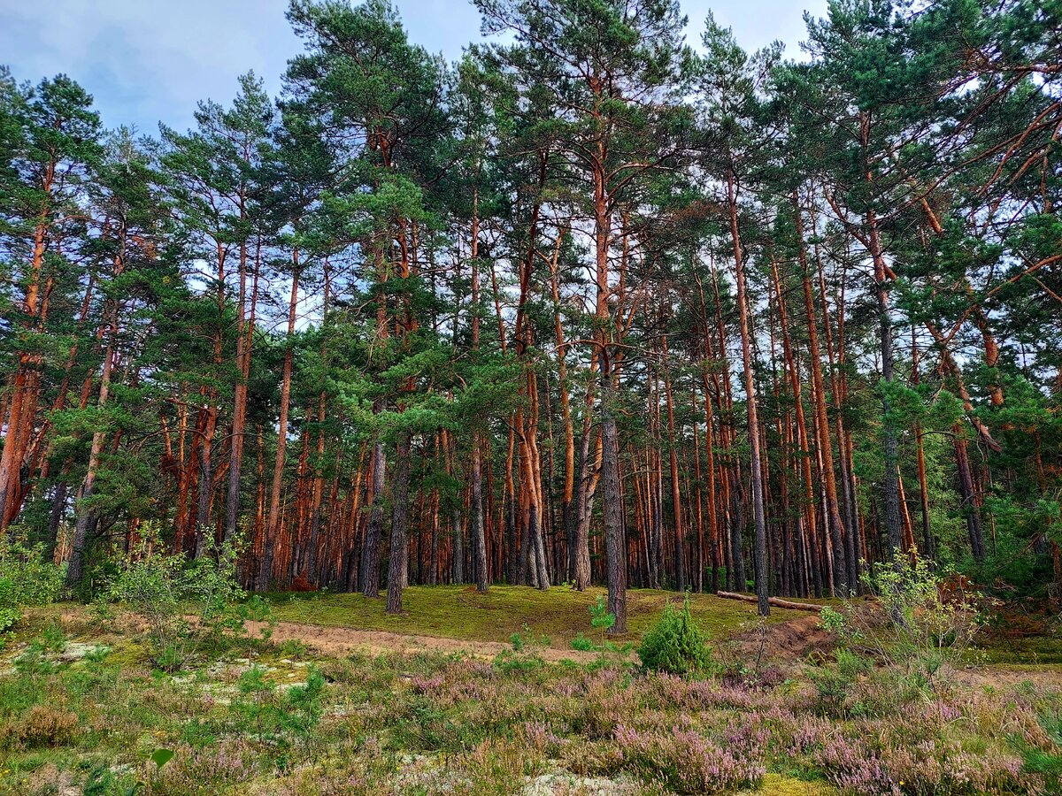 Условия жизни сосны