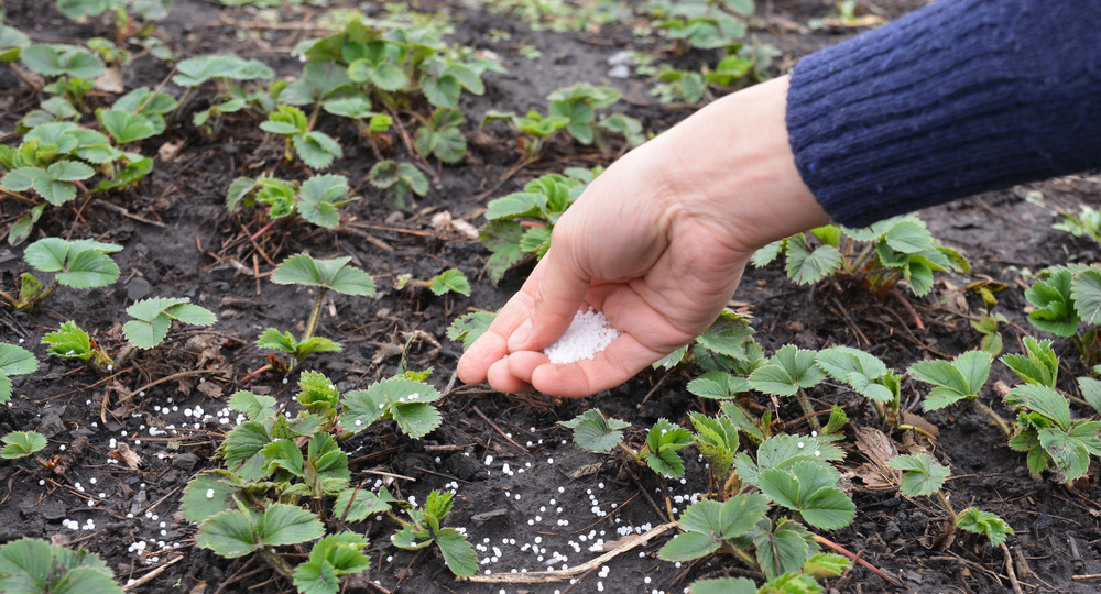 Подкармливаем клубнику осенью — получаем отличный урожай в следующем сезоне