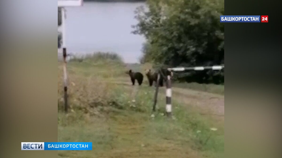    Угрозы нет: в Минэкологии Башкирии рассказали, что дважды пытались поймать напугавших уфимцев медвежат