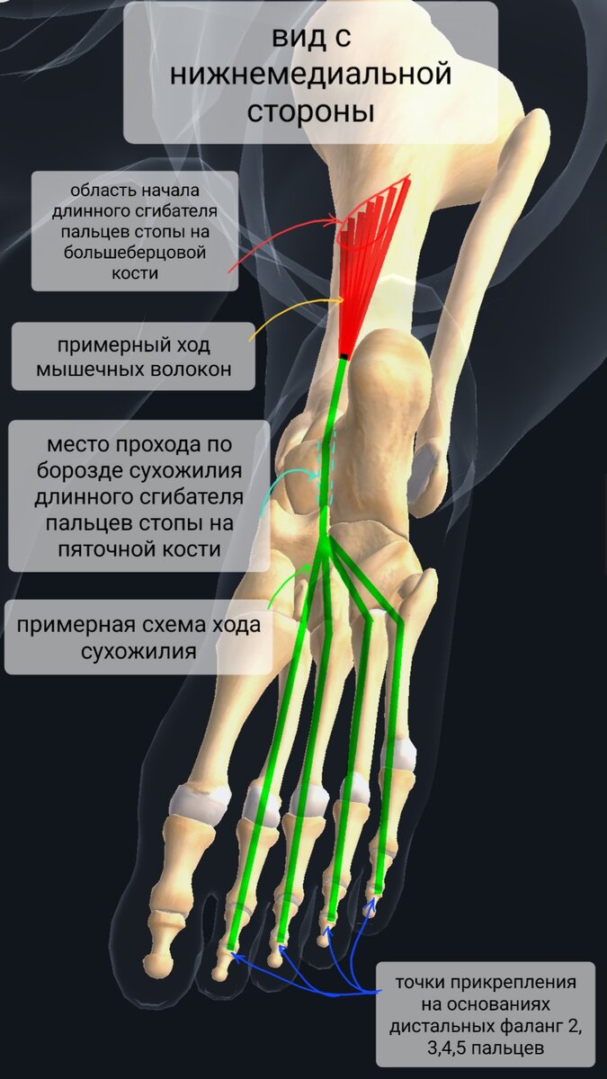 Как работают сухожилия, связки и фасции