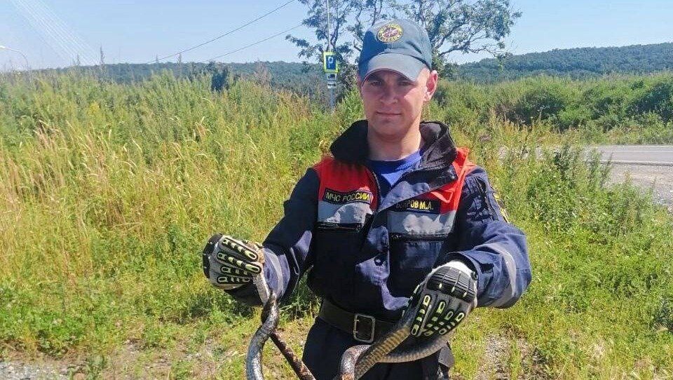     Приморский полоз попал в затруднительное положение в одном из детских садов Владивостока. Змея запуталась в ограждении и не смогла выбраться на волю самостоятельно.