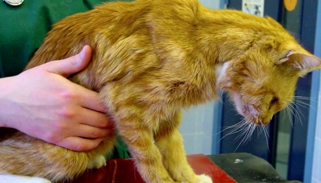 Рыжий котик