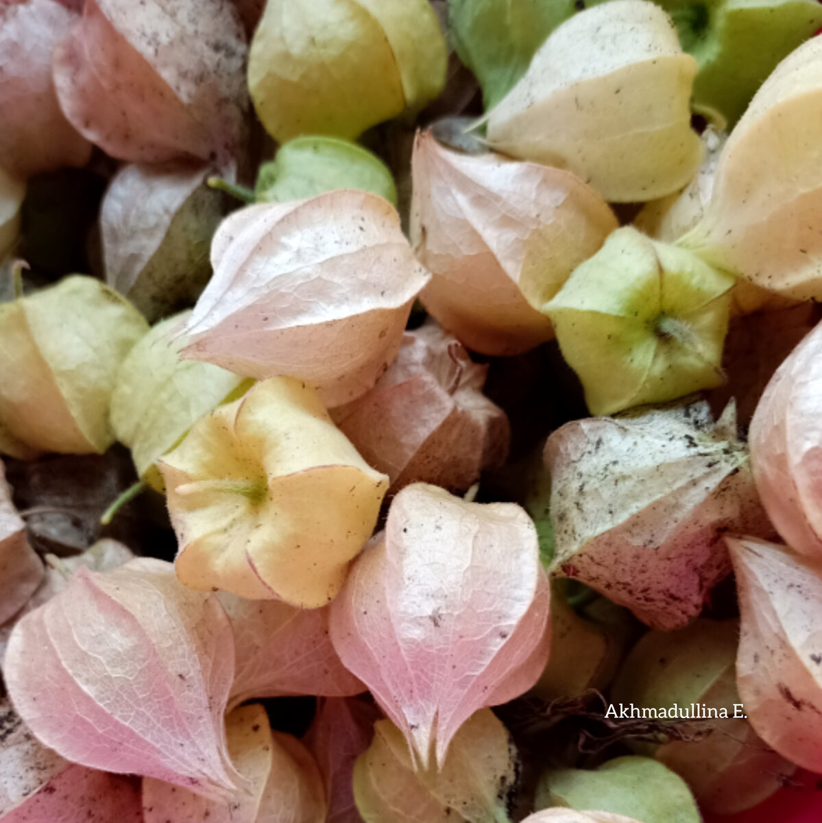 Физалис в коробочках. Фото автора