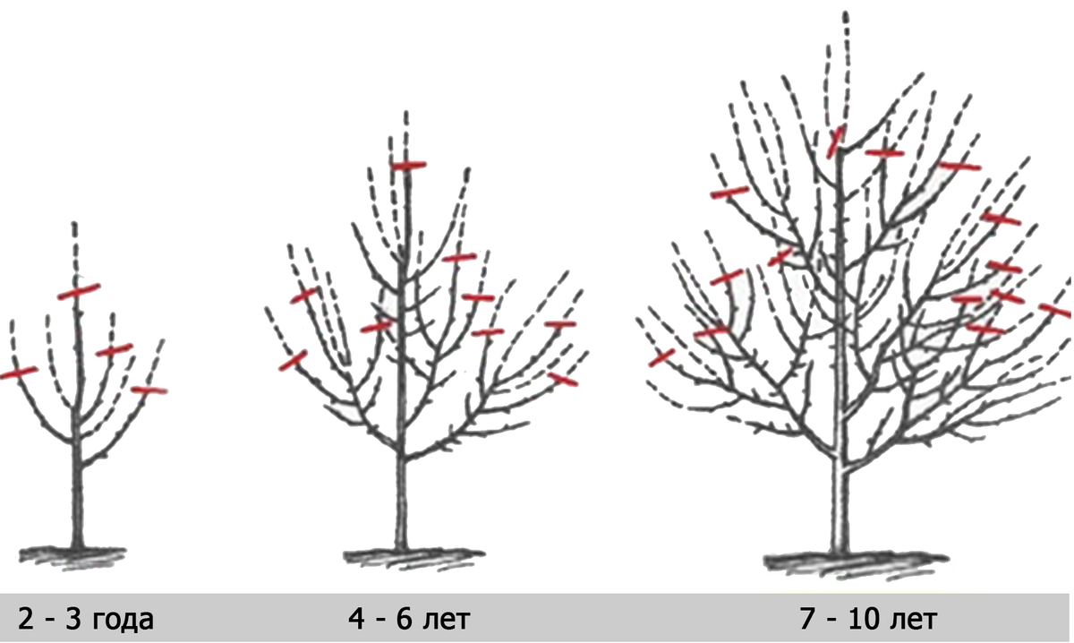 Как обрезать молодую черешню. Обрезка яблони весной схема. Схема обрезки плодовых деревьев. Схема обрезки молодой яблони весной. Обрезка яблонь осенью схема.