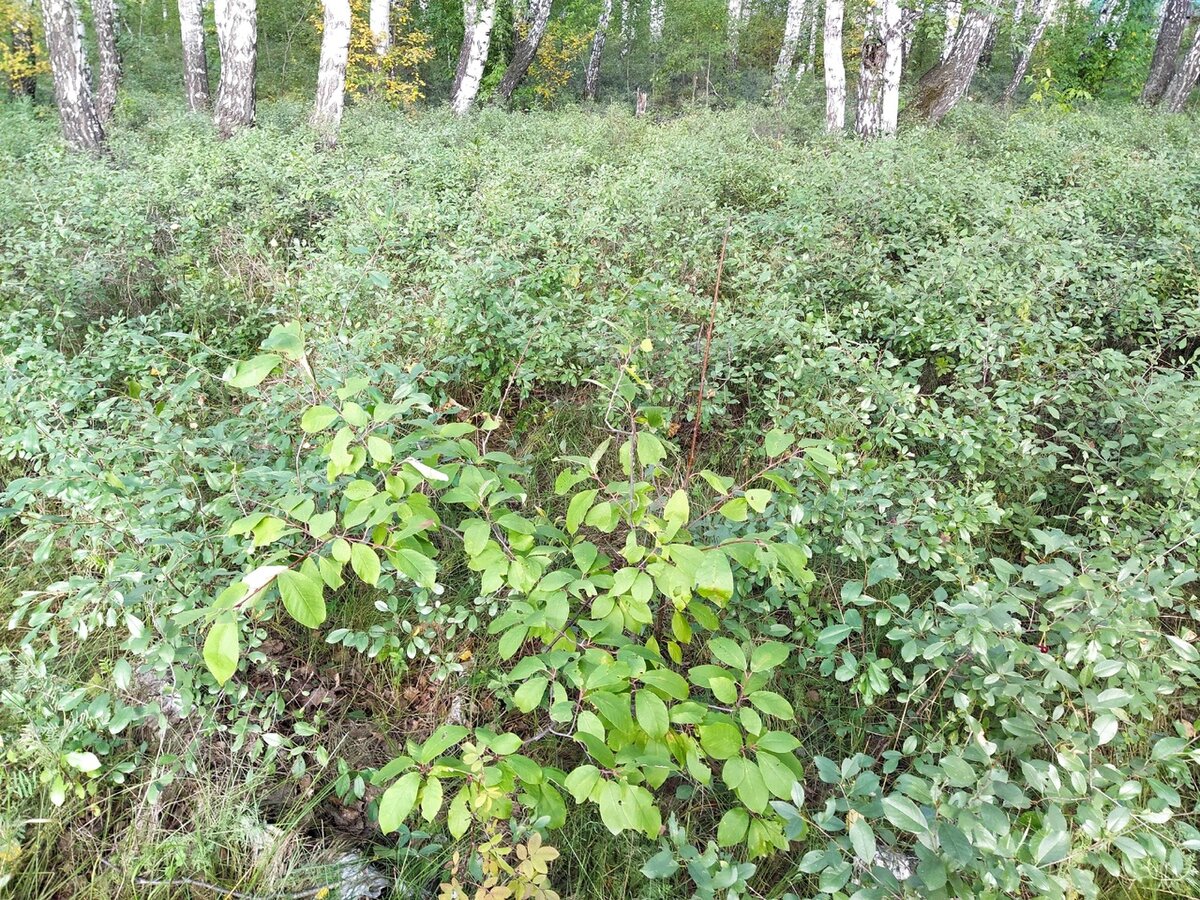 Дикая вишня в лесу