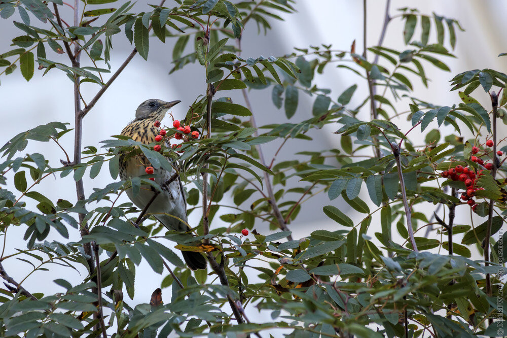 2. Дрозд рябинник © NickFW.ru - 23.09.2020г.
