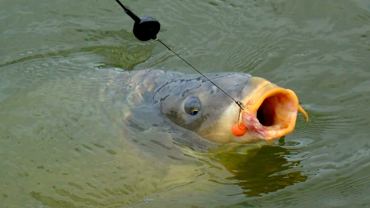 какая ловить карпа. кукуруза на карпа. оснастка на бойлы на карпа. рыболовная прикормка карп-белый амур. карп фото.