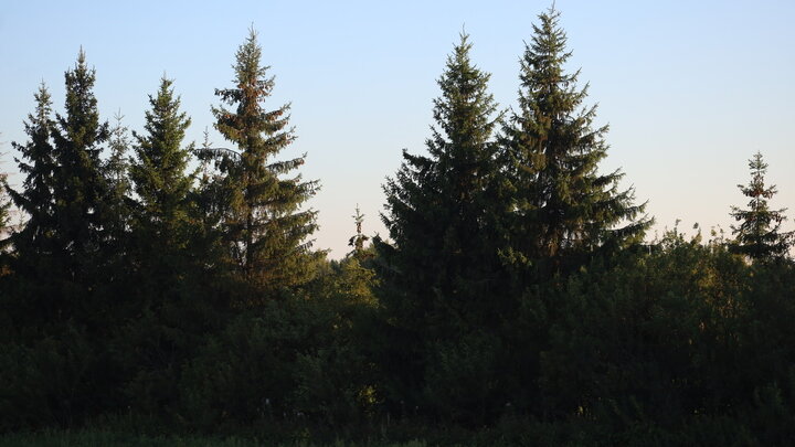 ELENA MAYOROVA/GLOBALLOOKPRESS