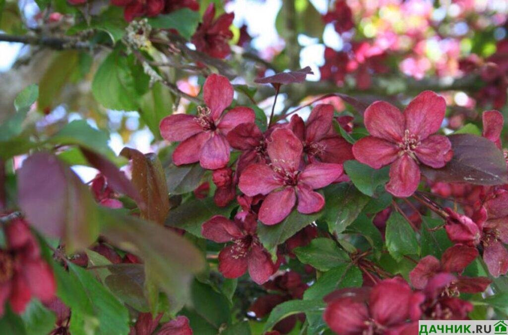 Особенности сорта Роялти