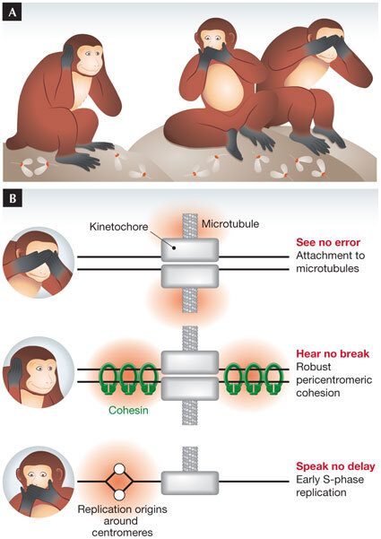 Три обезьяны из Никко и три функции центромеры. Иллюстрация к статье «Three wise centromere functions: see no error, hear no break, speak no delay». Tomoyuki U Tanaka, Lesley Clayton, Toyoaki Natsume. 01.12.2013