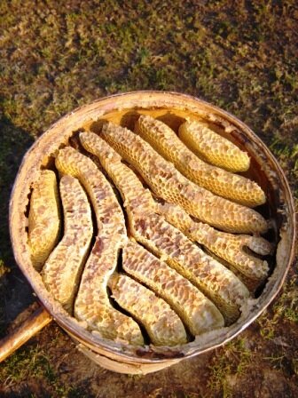 Ловушка для пчел своими руками: чертежи, пошаговые инструкции, как правильно использовать