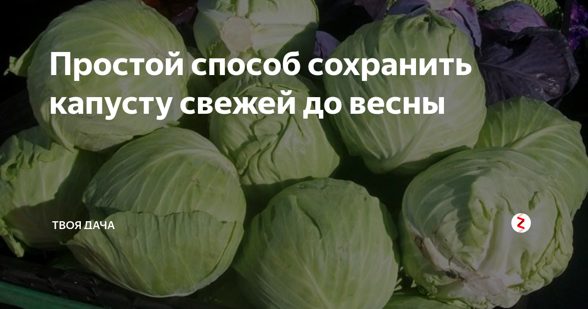 Как сберечь капусту. Хранение капусты. Капуста в подвале. Как хранить капусту. Хранение капусты в погребе.