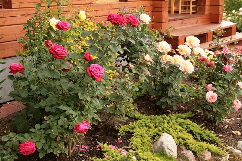 Можно ли посадить розу в доме. Соседство плетистой розы. Компаньоны для плетистых роз. Почвопокровные розы бордюрные.