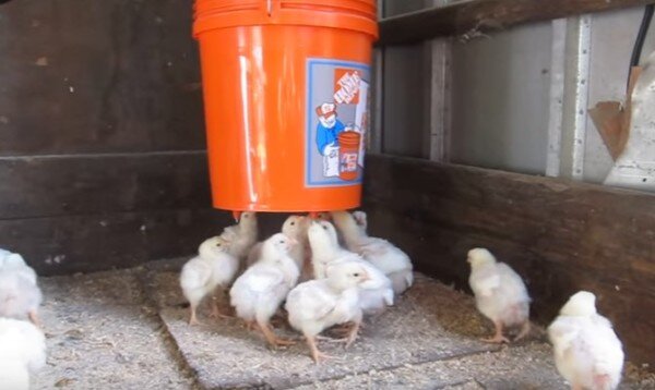 Выращивание цыплят и уход за ними