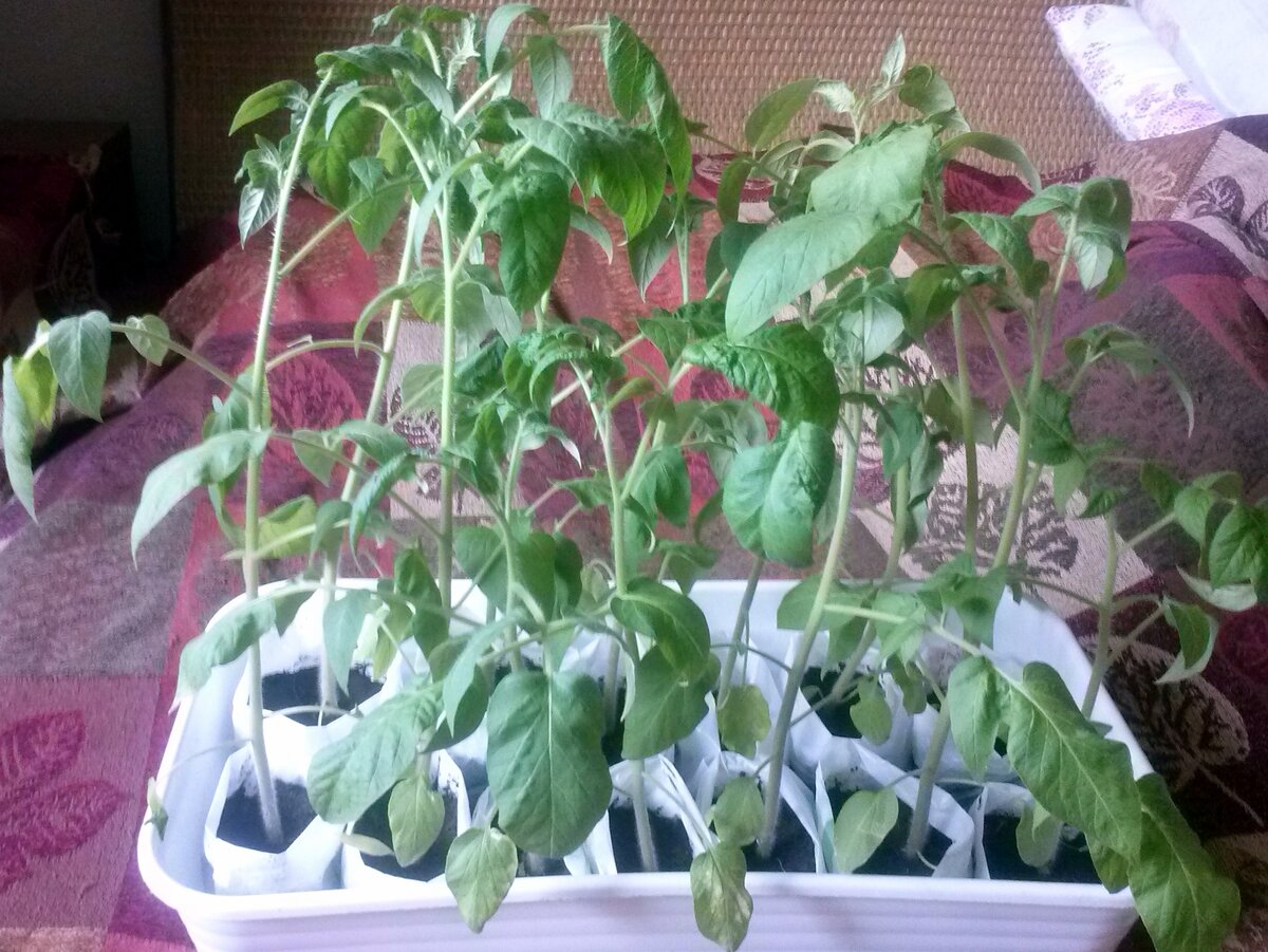 Рассада томатов  сорт Микадо 