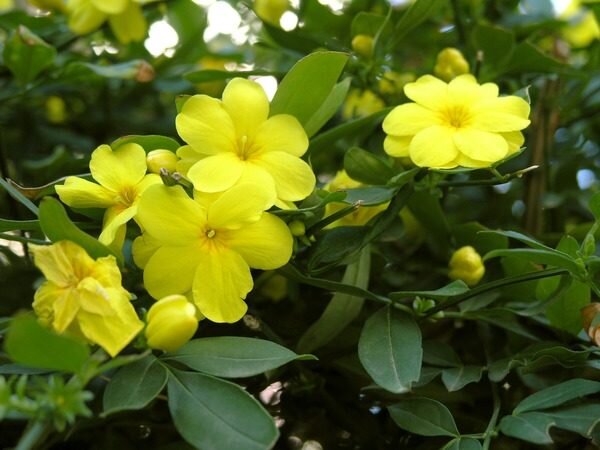 Жасмин может быть вечнозеленым или сбрасывающим листву растением