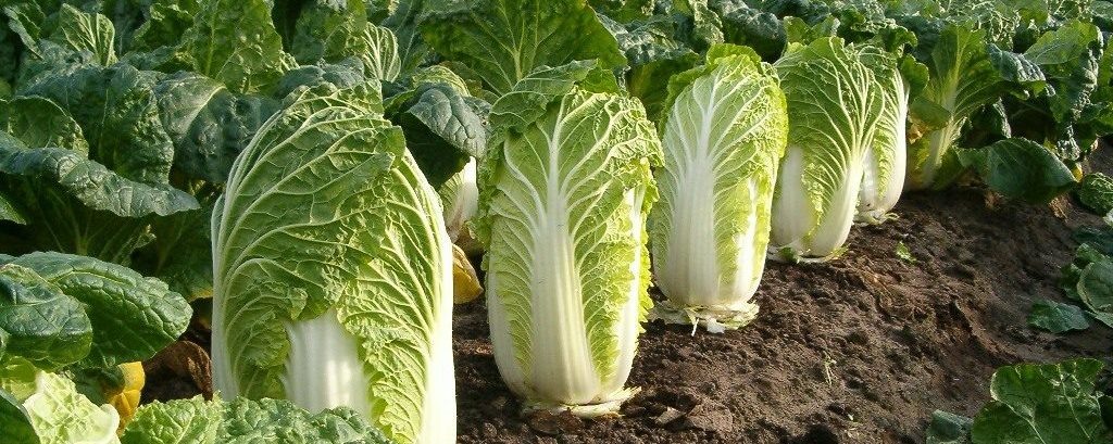                                                                                                                                                                            Фото из сети